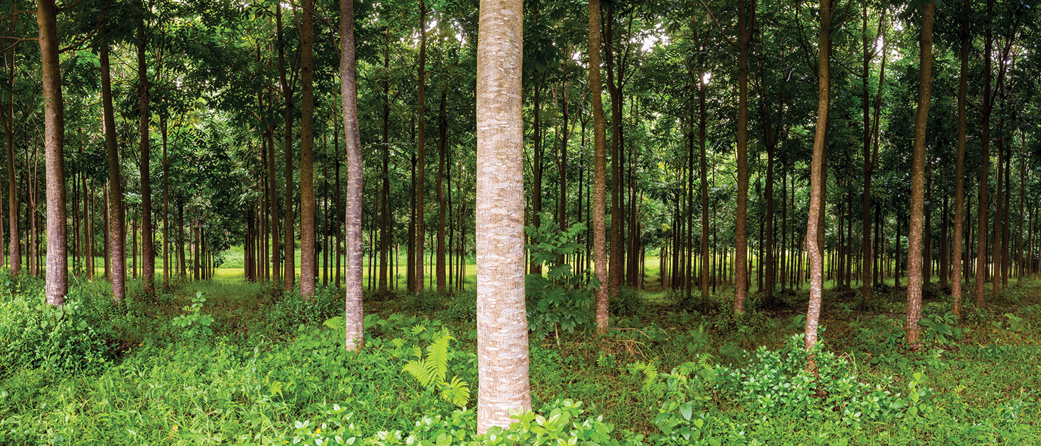 Tree plantation in Umatilla, Oregon