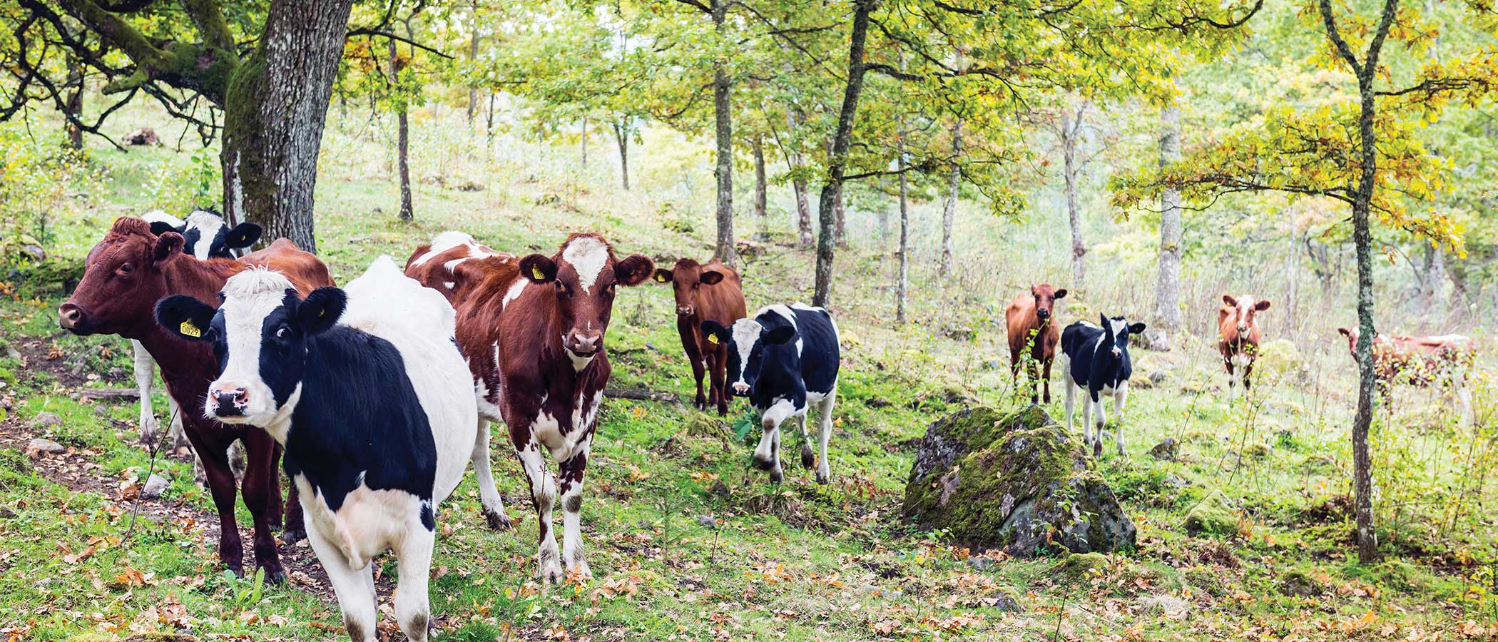 Cows on a hillside between trees.