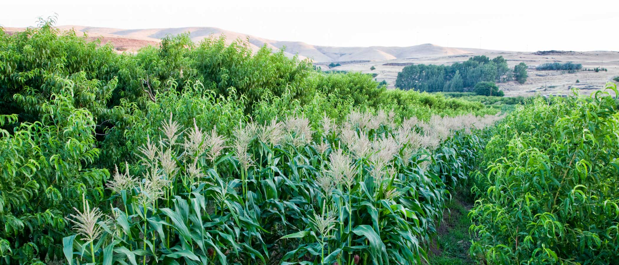 A new Freestone Peach orchard intercropped with corn in Klickitat County, south central Washington.