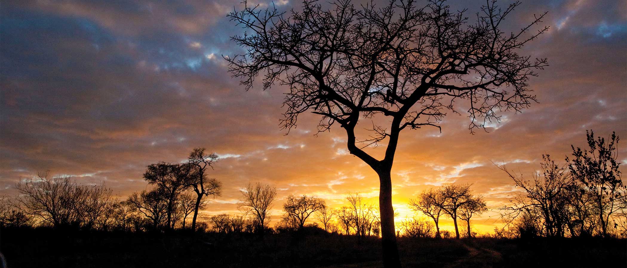 Silhouettes of tropical staple trees with glowing sunset on horizon.
