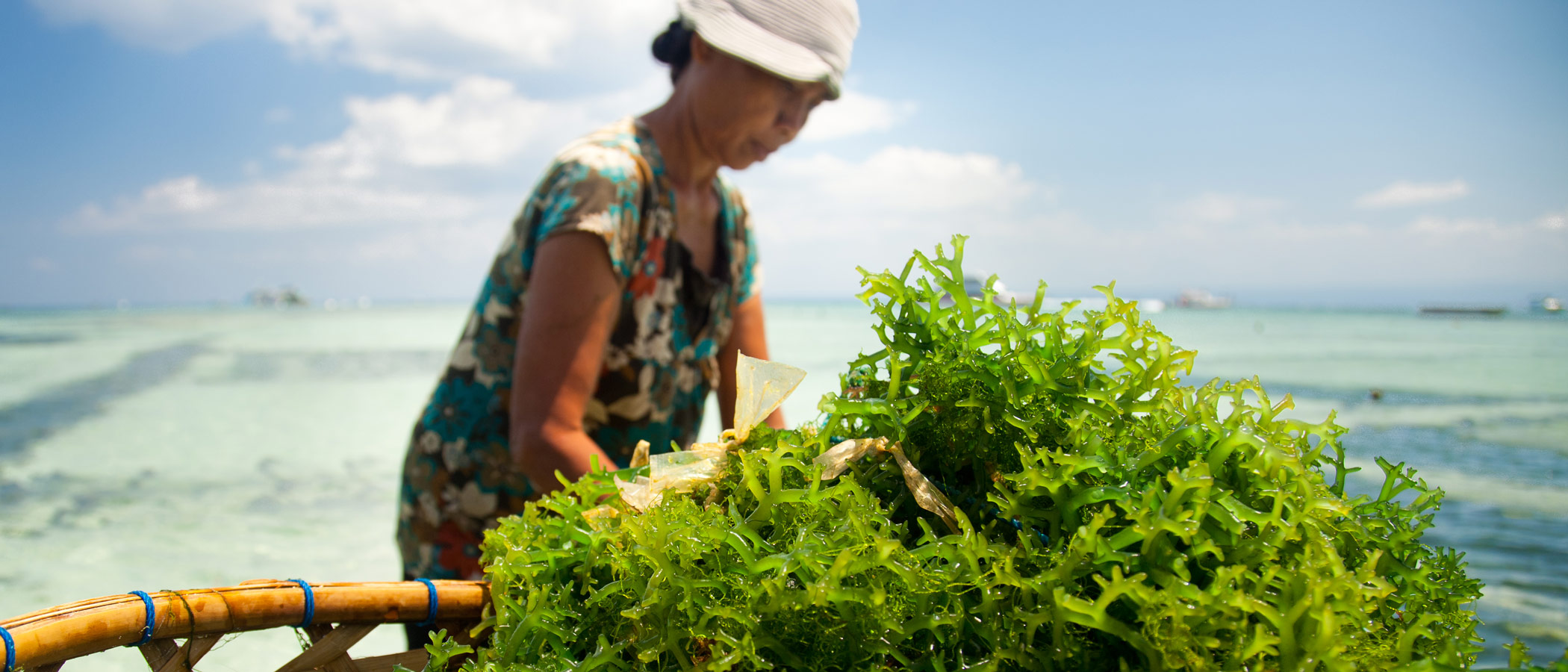 Seaweed farmer